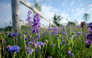 purple larkspur flowers