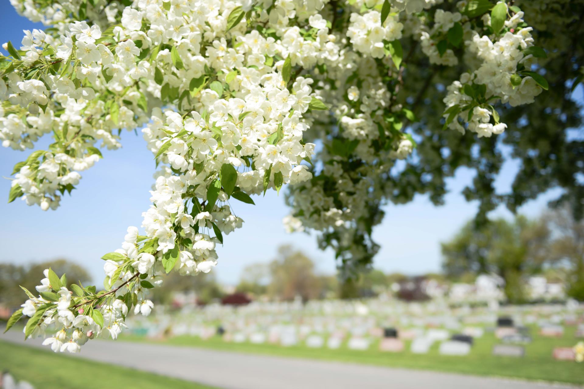 White blossoms