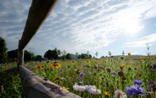Natural Burial area with fence and flowers