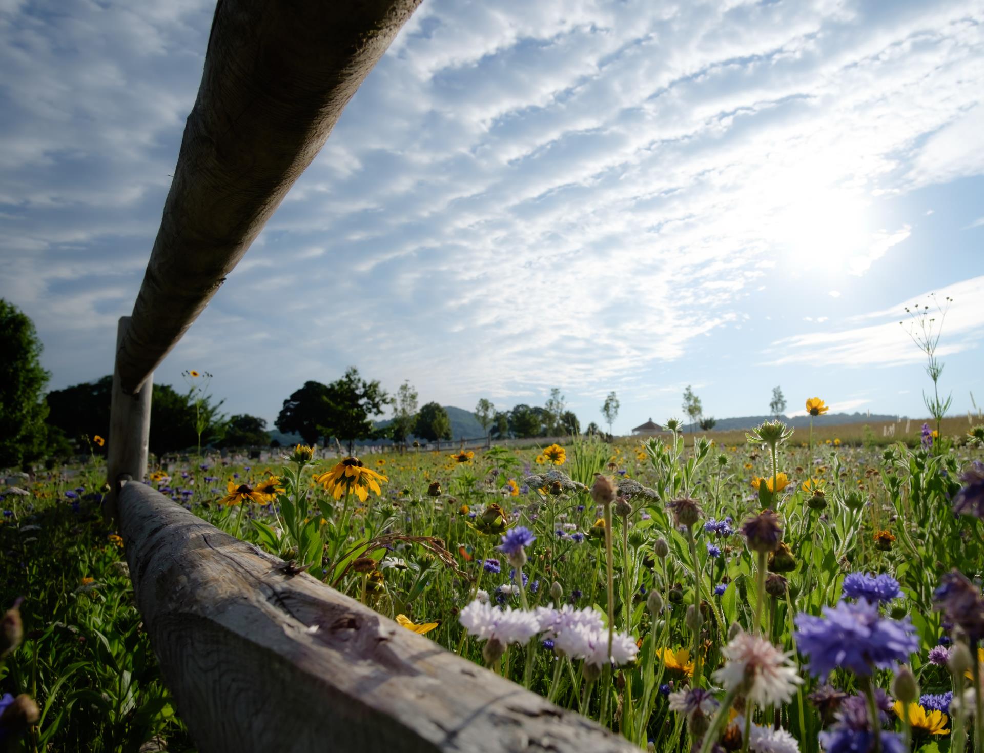 natural-burial Natural Burial area with fence and flowers