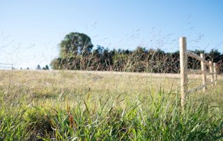 Natural Burial section with tall grass blowing in the wind