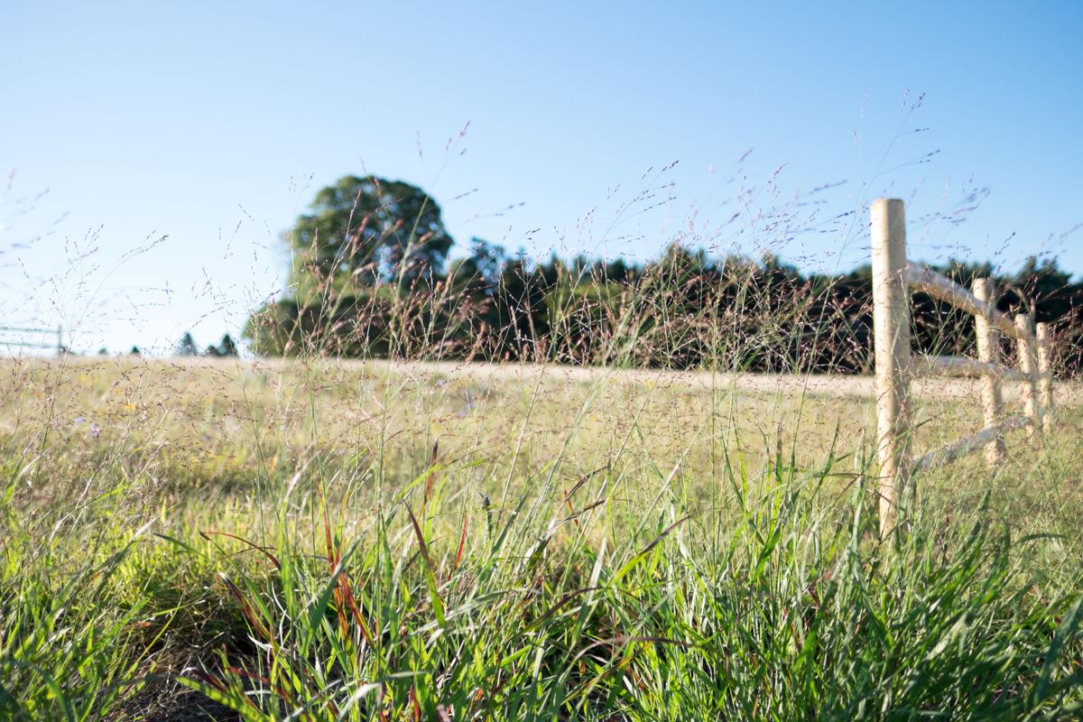 ph_natural-burial-2 Natural Burial section with tall grass blowing in the wind