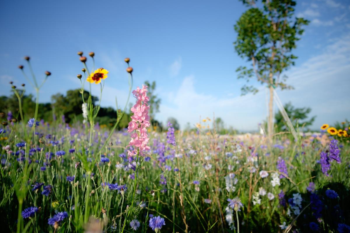 Natural Burial section with Pink and blue flowers