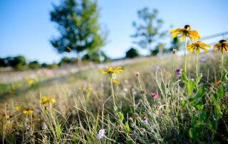 Natural Burial section with Black eyed susans