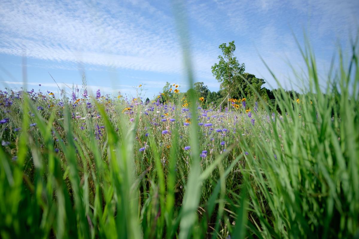 ph_natural-burial-7 Natural Burial section with tall grass and blue flowers