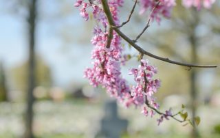 Redbud blossoms